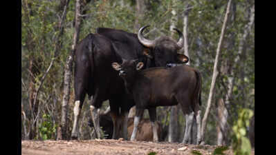 Bison count rises by 60 at Odisha's Debrigarh Wildlife Sanctuary in last 6 months