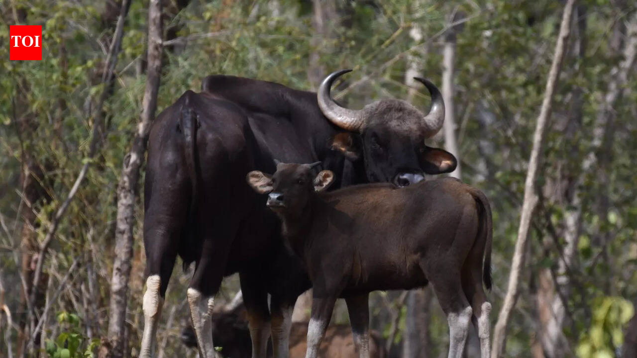 Bison count rises by 60 at Odisha's Debrigarh Wildlife Sanctuary in last 6 months | Bhubaneswar News