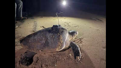 Carcasses of 6 olive ridleys wash ashore in Canacona last week