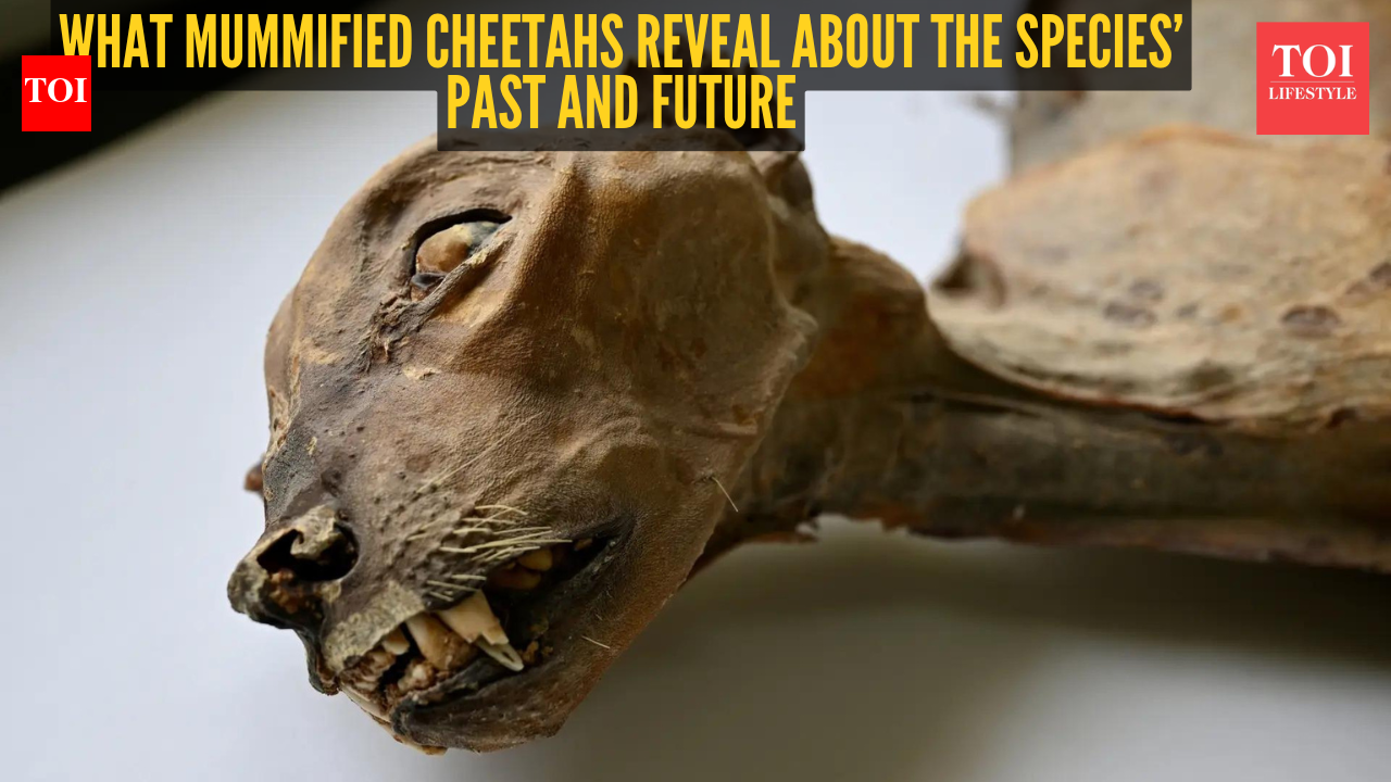 2000-year-old mummified cheetahs found in Saudi Arabian cave reveal shocking details about the species’ past
