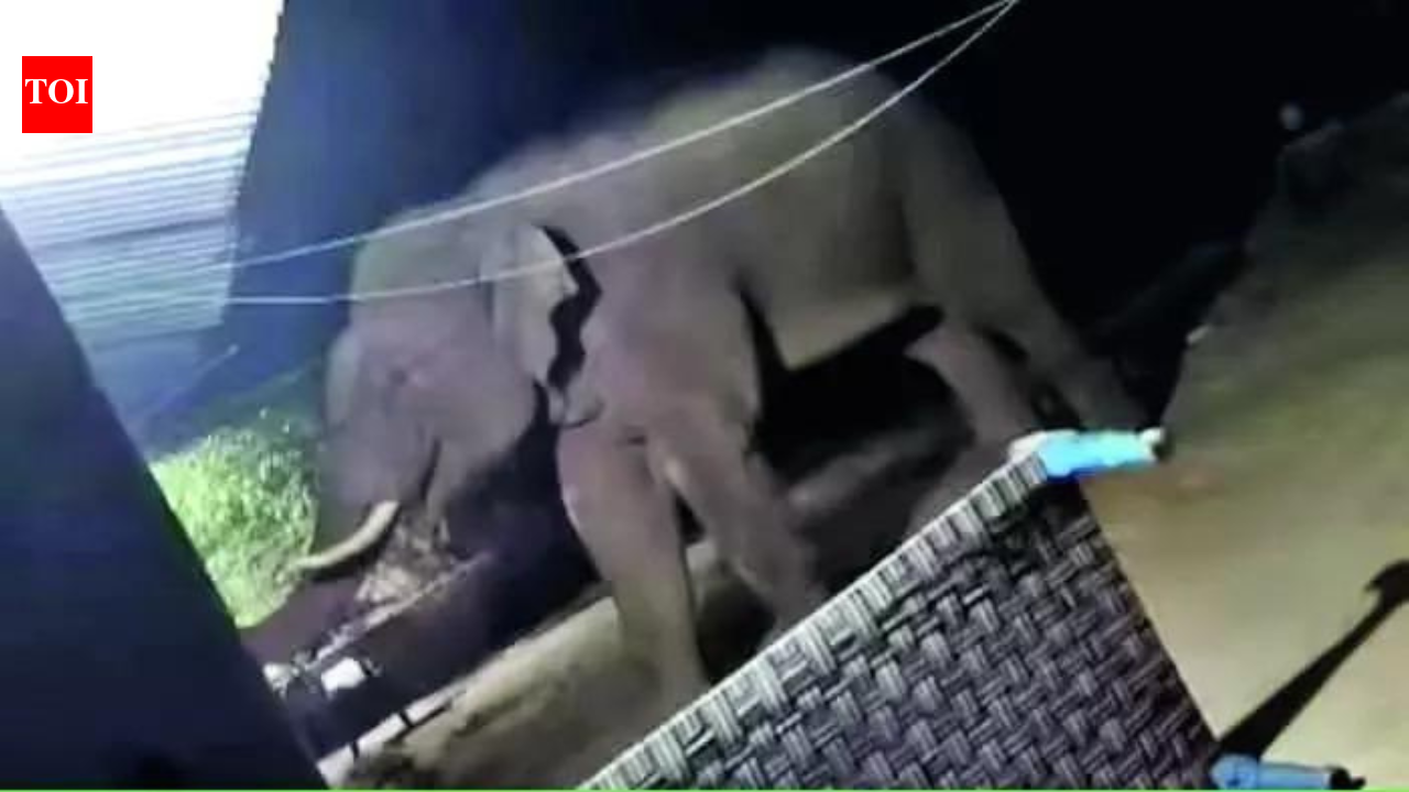 ‘Not afraid of crackers’: Rogue elephant leaves deadly trail in Jharkhand
