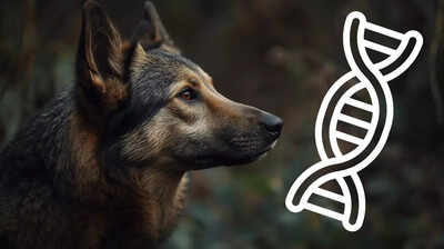 Your dog still carries wolf DNA and it may be shaping their behaviour today, study suggests