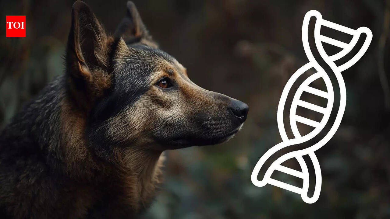 Your dog still carries wolf DNA and it may be shaping their behaviour today, study suggests