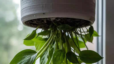  Here’s how the upside-down gardening trick really works