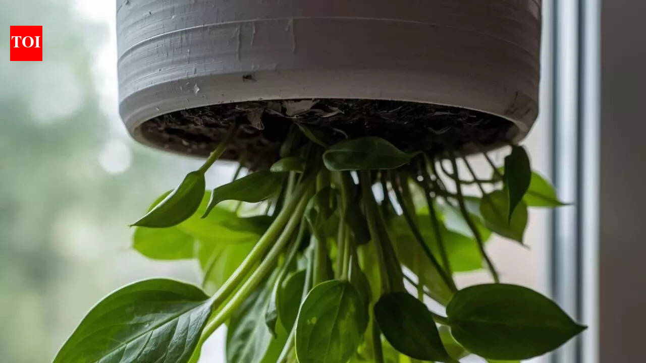 Grow plants upside down: Here’s how the upside-down gardening trick really works