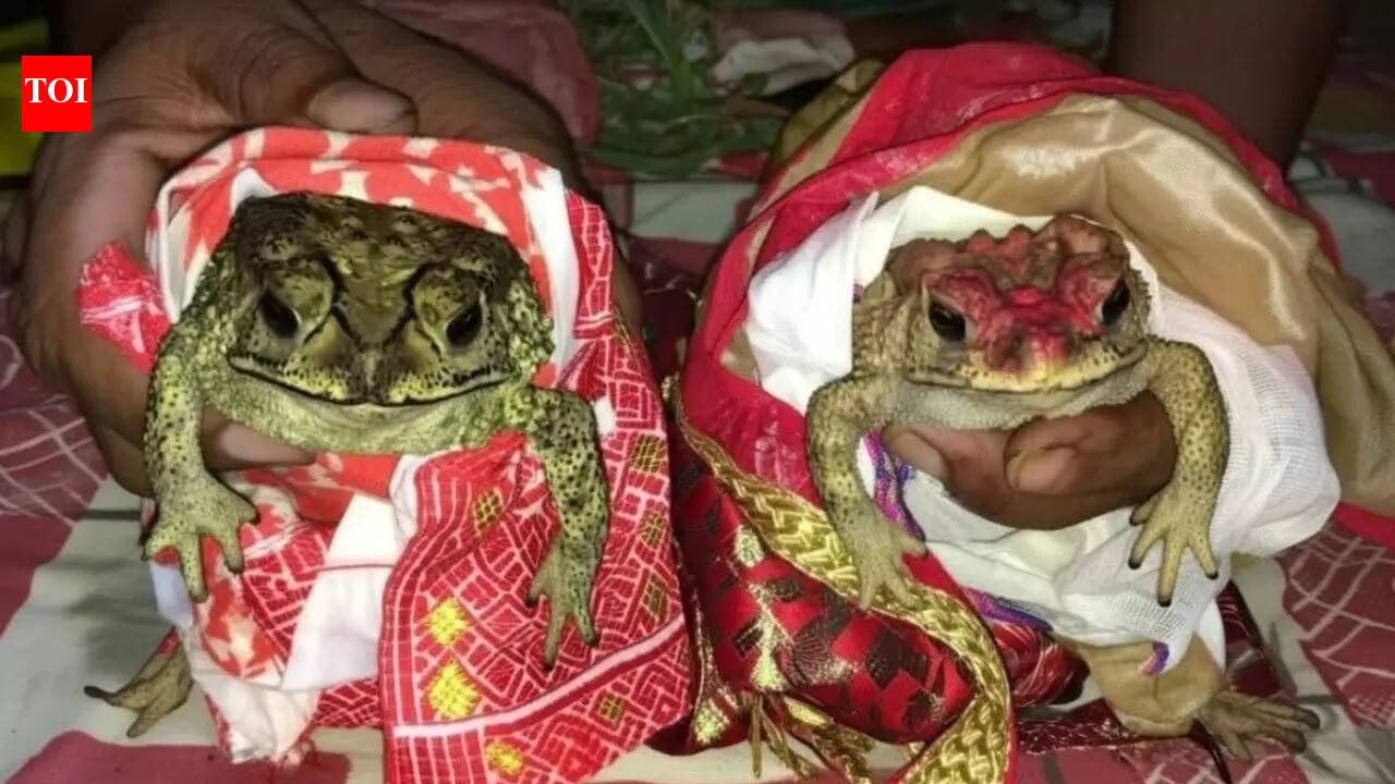 A wedding invitation to the clouds: Inside India’s frog marriages
