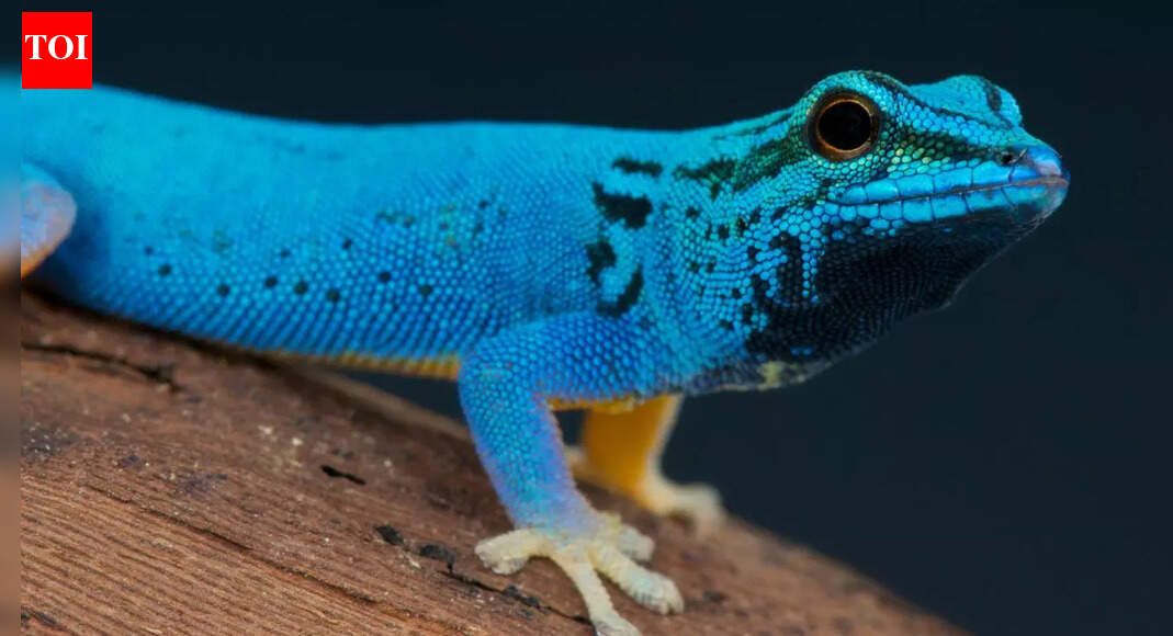 Green Iguana to Rainbow Whiptail: 7 vibrantly coloured lizards from around the world