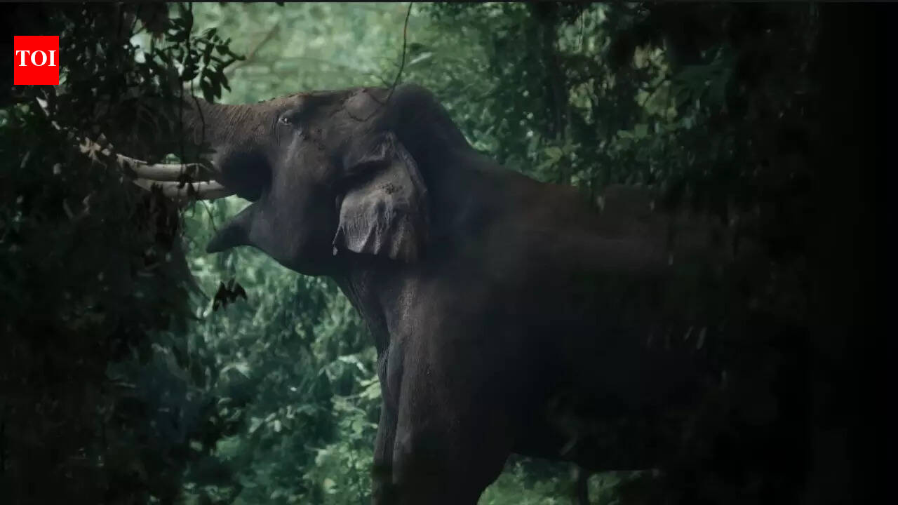 ‘Kattalan’ makers REVEAL real elephants were used in the film, NO CGI