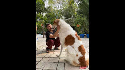 MP's lone borzoi brings the house down;canine celebs strut their stuff at dog show