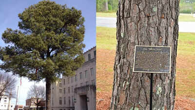 What happened to NASA’s ‘Moon Trees’ after they orbited the Moon on Apollo 14