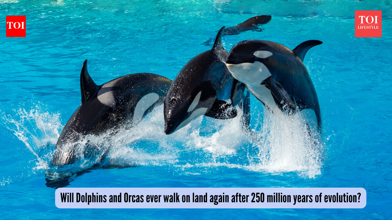 Will Dolphins and Orcas ever walk on land again after 250 million years of evolution? Science has a chilling answer