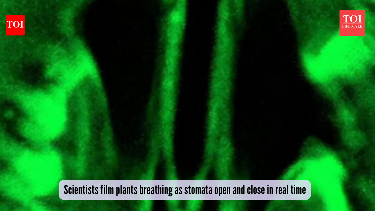 Scientists film plants breathing as stomata open and close in real time