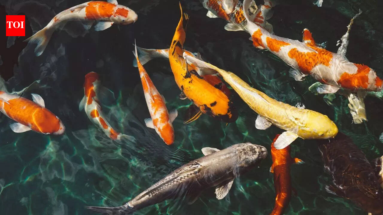 Do fish have emotions? What science reveals about fish feelings