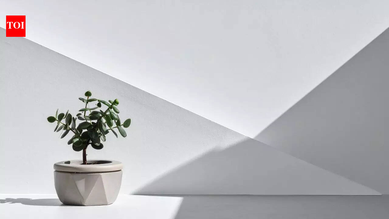 Çan keeping jade plant in the right direction will bring wealth