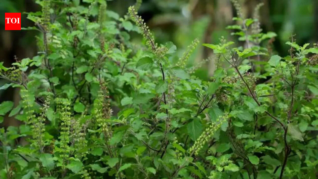 Why is Tulsi the most powerful astrological plant?