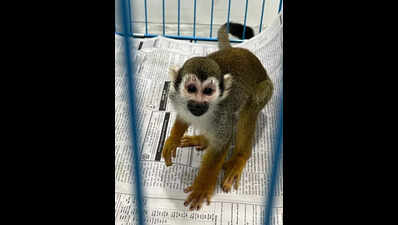 Bangkok flyers caught with exotic animals at Bengaluru airport