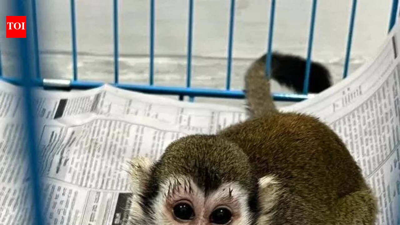 Bangkok flyers caught with exotic animals at Bengaluru airport