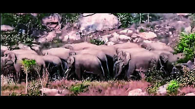PVTG woman killed by elephant herd in Garhwa