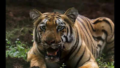 One year after release, Tigress Yamuna yet to find a mate