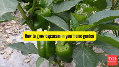 How to grow capsicum in pots on your balcony or terrace