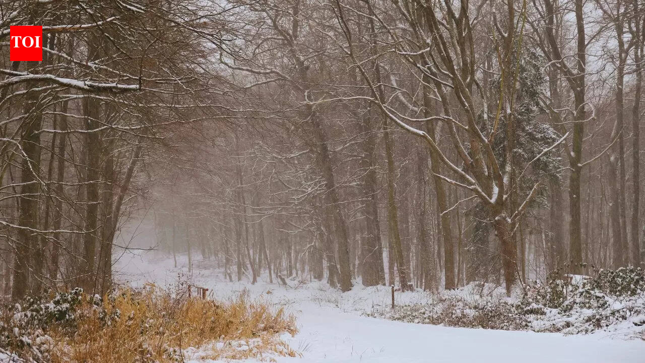 What’s the weather today: IMD forecasts rain, snow, fog and thunderstorms across these north Indian states