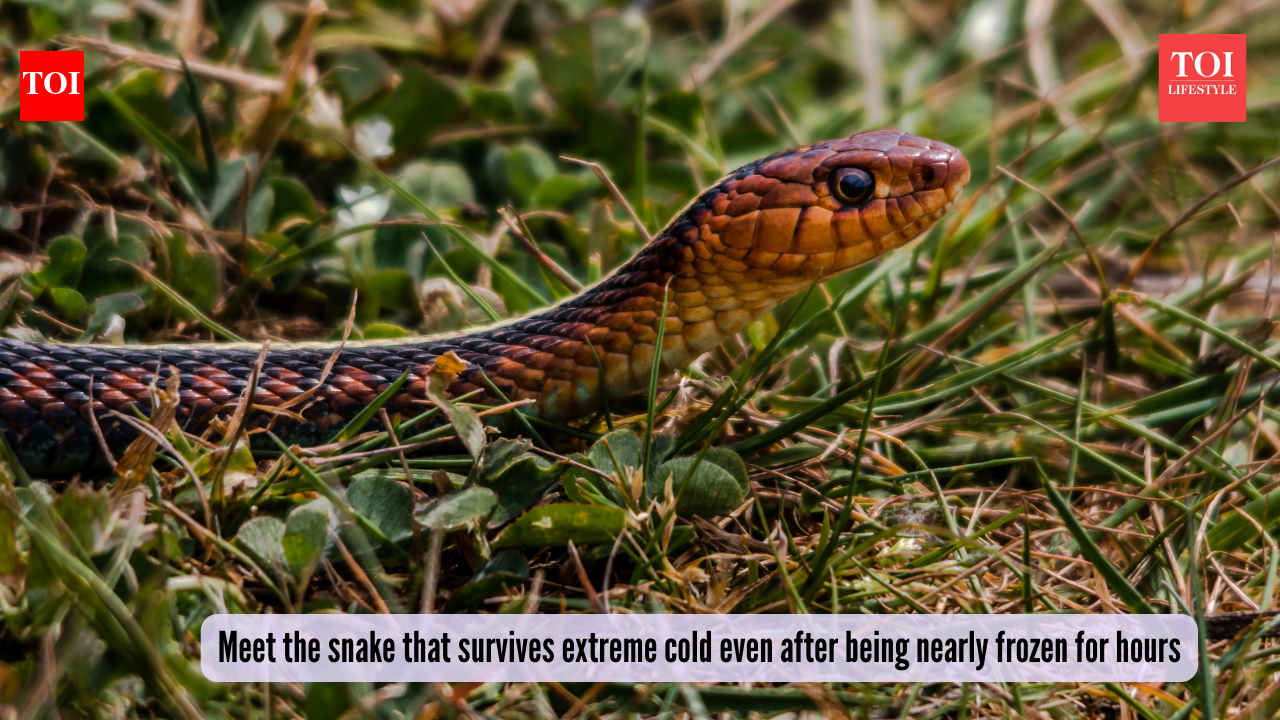 Snake vs blizzard: Meet the snake that survives extreme cold even after being nearly frozen for hours
