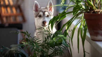 Plants you should not have in your home