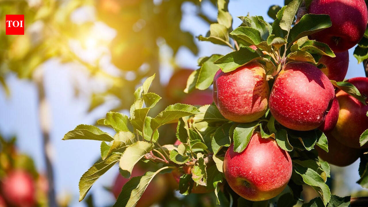 Farmers in Himachal are using ice in their apple orchards: Know the reason behind and what’s happening