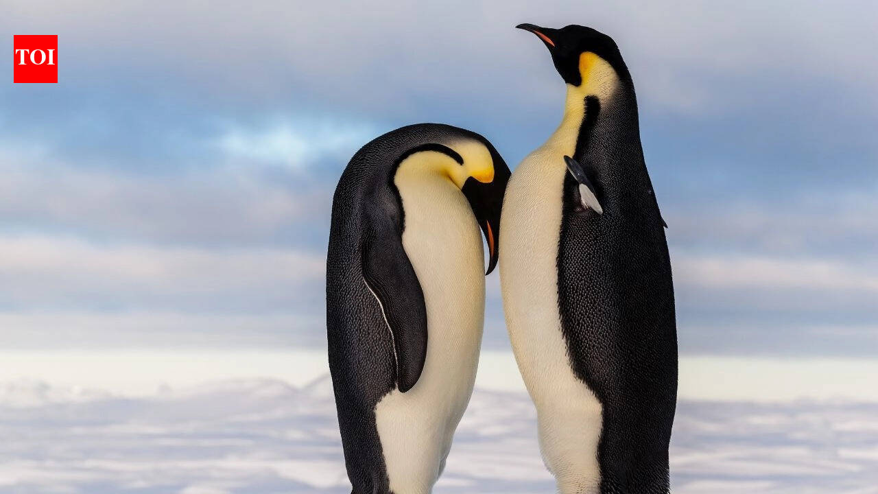 Penguins are breeding earlier than ever: What is the surprising reason behind this unexpected shift in Antarctica