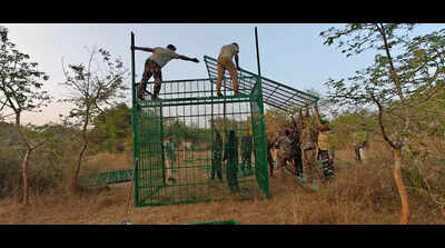 Foresters using trap cages to rescue elusive tiger cubs near BRT Tiger Reserve