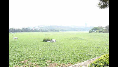 Can’t allow surplus sewage to flow into Durgam Cheruvu, says HYDRAA chief