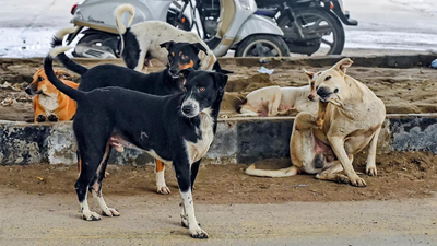 Stray dog massacre continues: 100 poisoned near Hyderabad days after 500 culled across Telangana; sarpanch, 2 others booked