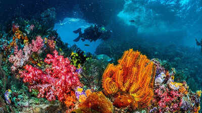 Understanding the UN biodiversity treaty: How it aims to protect 30% of the world’s oceans by 2030