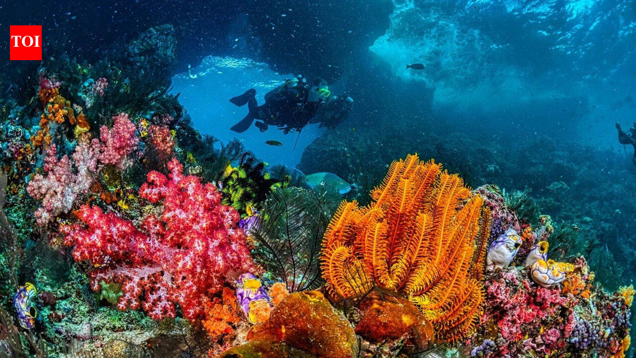 Understanding the UN biodiversity treaty: How it aims to protect 30% of the world’s oceans by 2030