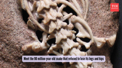  Meet the 90 million-year-old snake that refused to lose its legs and hips