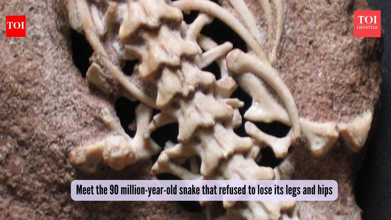 Walking snake: Meet the 90 million-year-old snake that refused to lose its legs and hips