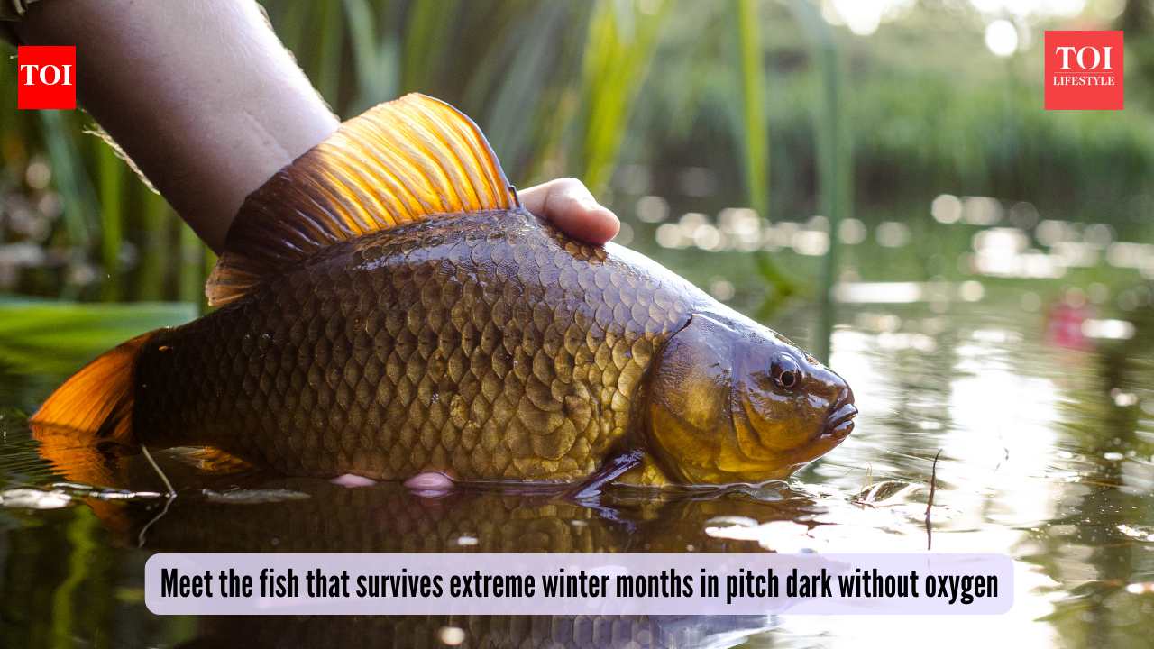 Oxygen-free survival: Meet the fish that survives extreme winter months in pitch dark without oxygen