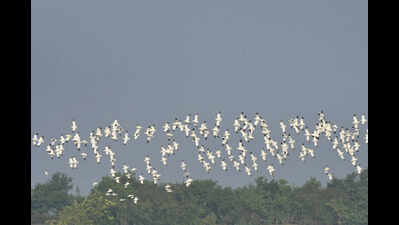 Over 1.5L migratory birds sighted in Bhitarkanika in Jan 18 census
