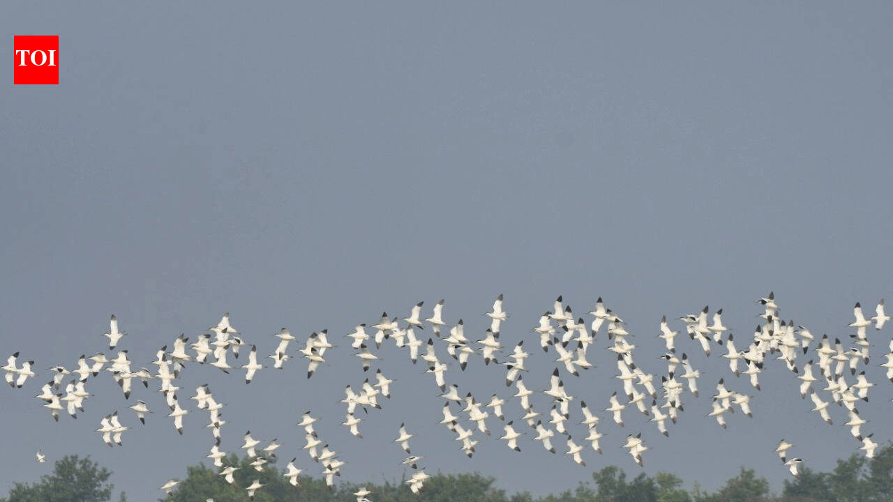 Over 1.5L migratory birds sighted in Bhitarkanika in Jan 18 census