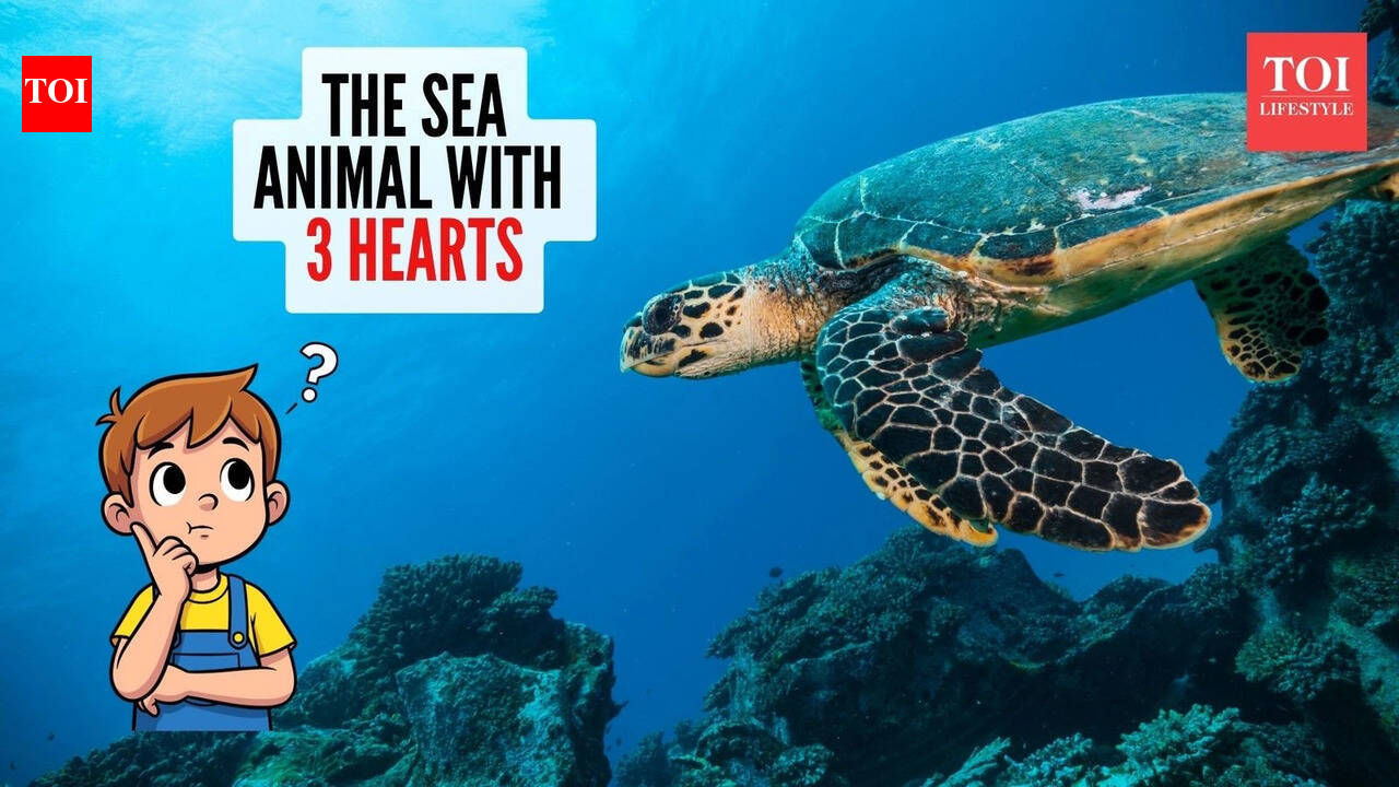 Curiosity Corner: Which sea creature has three hearts?