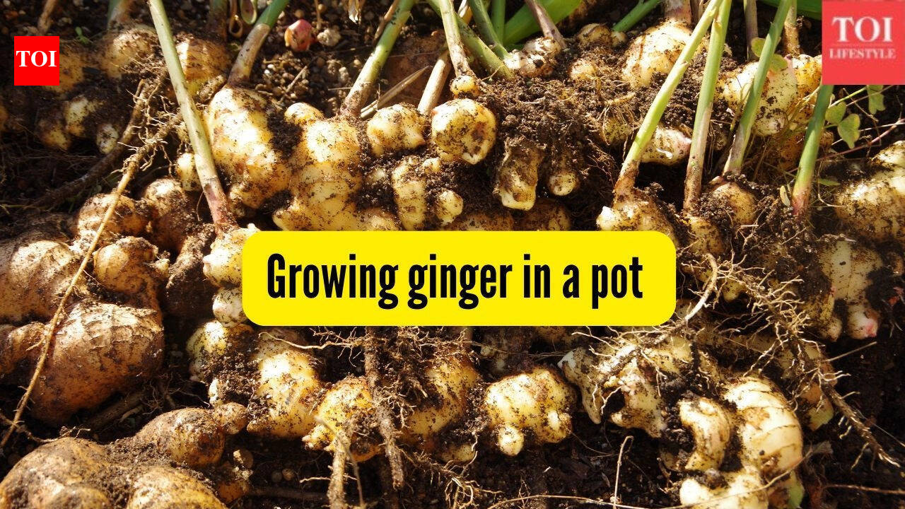 How to successfully grow ginger (adrak) in a pot on your balcony
