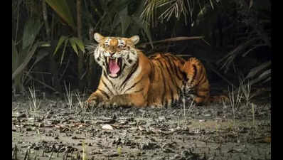 ‘Royal’ wait for 15 yrs! In a first, tiger sighted at Dibru Saikhowa