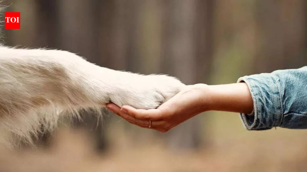 HC directs state to reconstitute animal welfare board