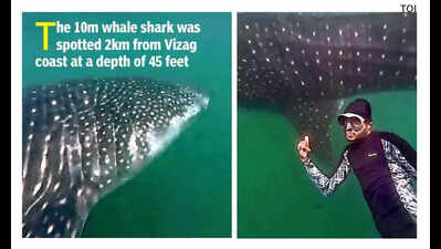 Whale shark spotted near Vizag coast in rare encounter
