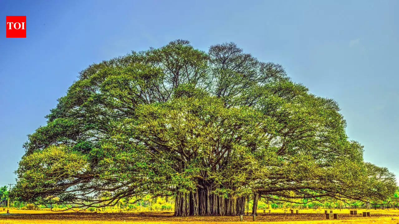 Which tree is known as the ‘king of trees’: Uncover what makes it a symbol of strength, longevity and ecological importance