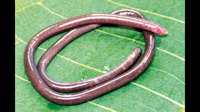 New caecilian species find in Western Ghats puts spotlight on Goa’s gegeneophis tally