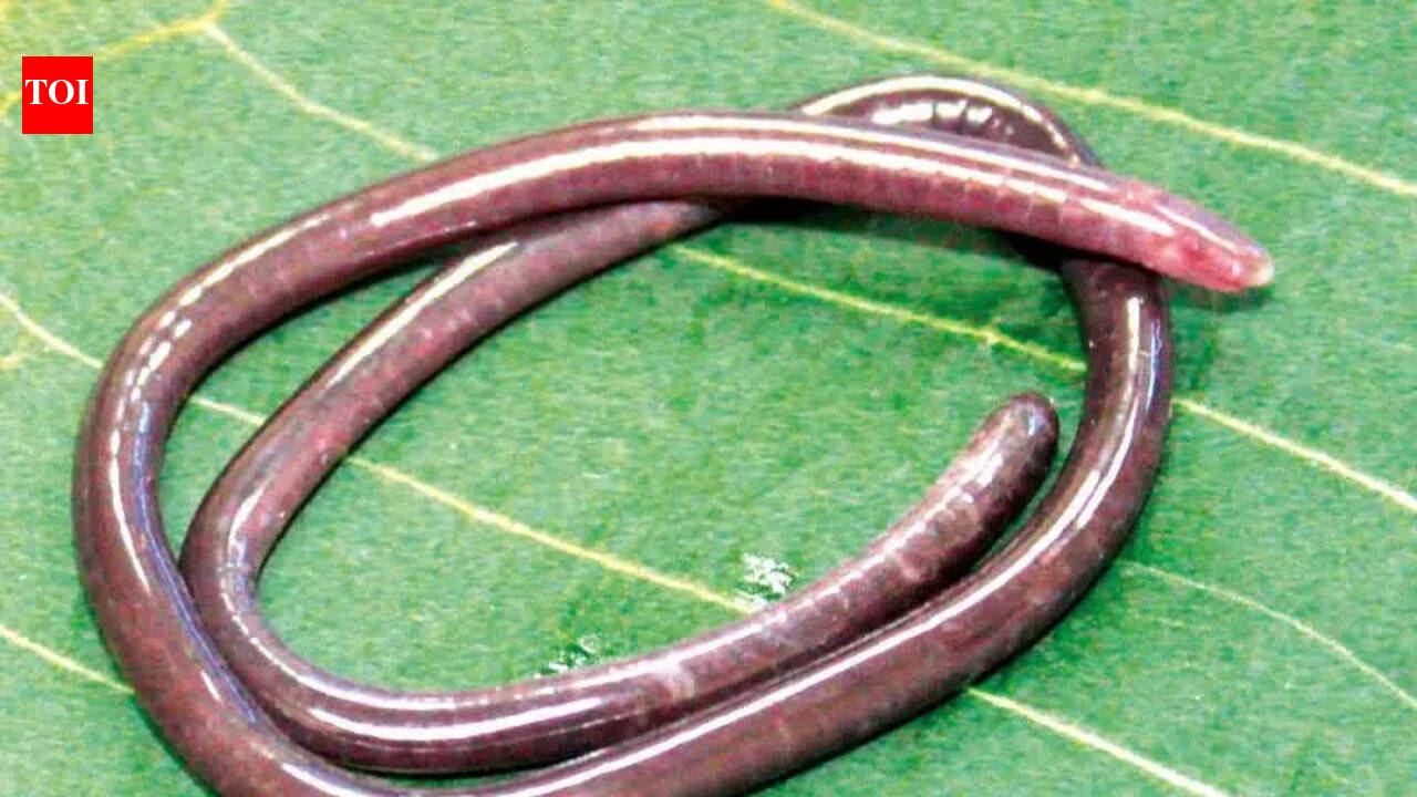 New caecilian species find in Western Ghats puts spotlight on Goa’s gegeneophis tally