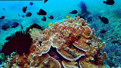 Earthquakes beneath Antarctica may be the reason of rich marine life