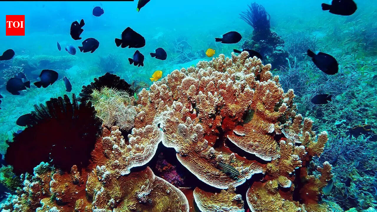 Earthquakes beneath Antarctica may be the reason of rich marine life