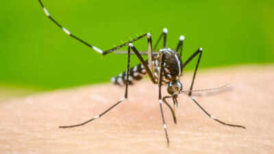 Low Vitamin D may worsen Dengue outcomes, global study raises questions for India